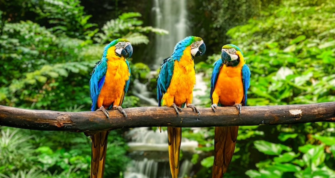 Blue-and-Yellow Macaw (Ara ararauna), also known as the Blue-and-Gold Macaw
