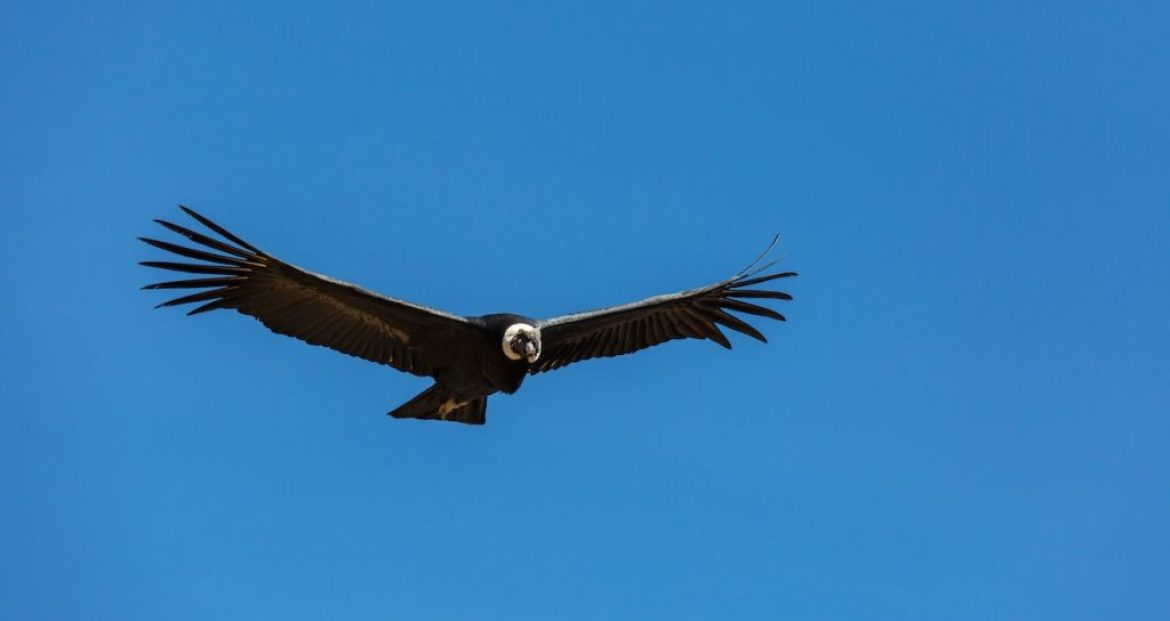 condor-2025-01-09-03-46-45-utc-1024x683